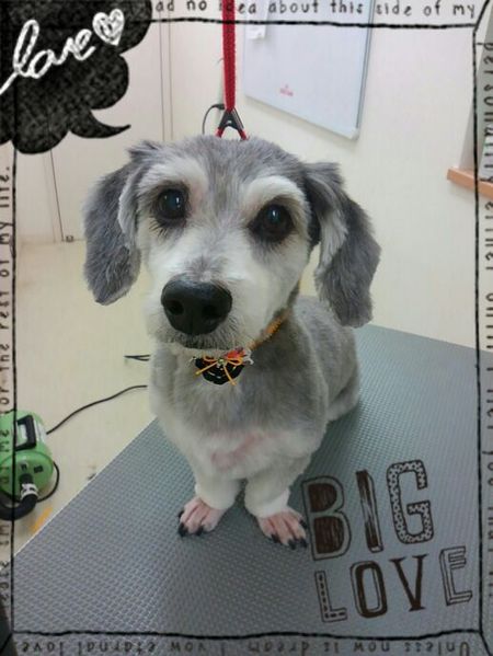 １０月１８日トリミング写真ハスキー