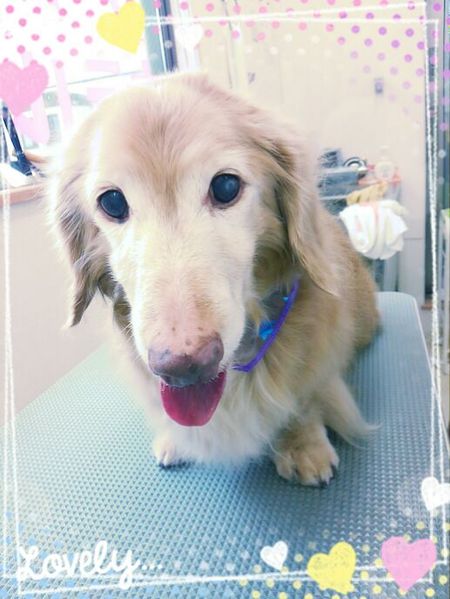 １０月１９日トリミング写真こてつ