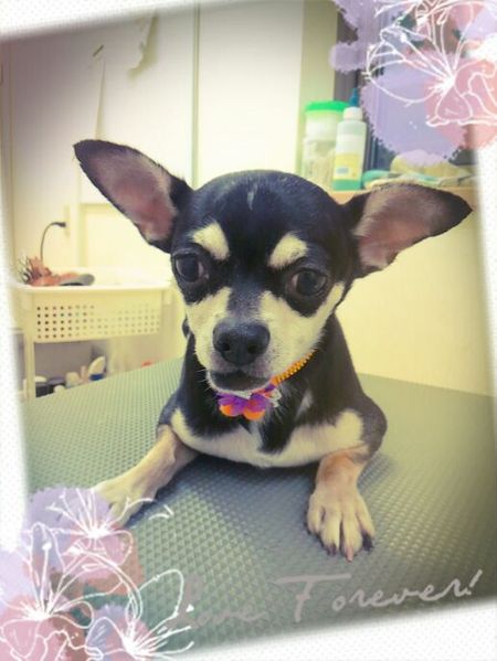 １０月１９日トリミング写真あみ