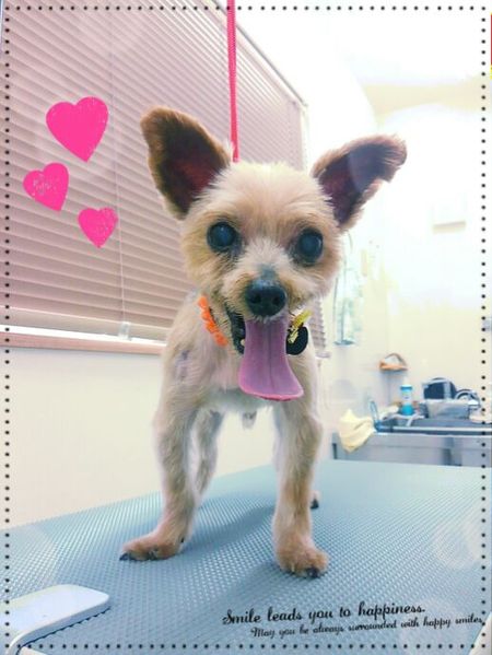 １０月２１日トリミング写真ラニ