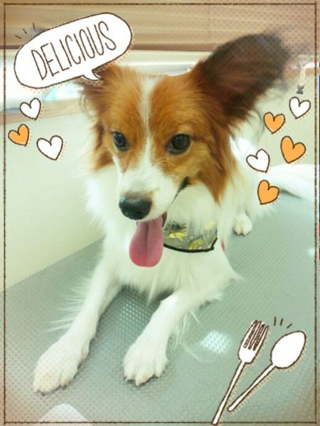 １０月２１日トリミング写真れん