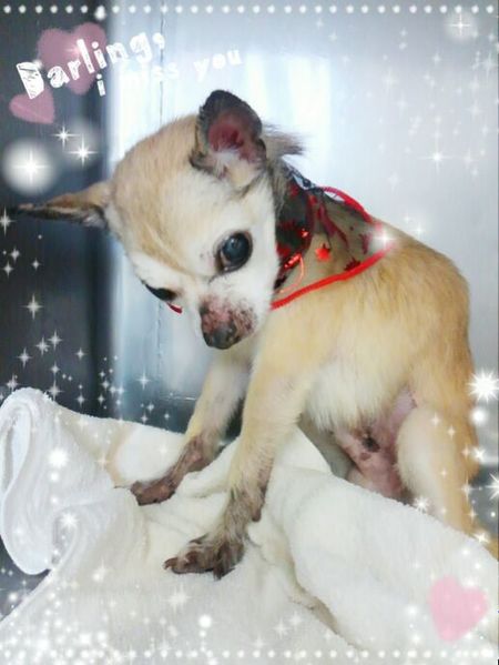 １０月２２日トリミング写真チップ