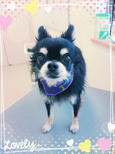 １０月２２日トリミング写真タイガ