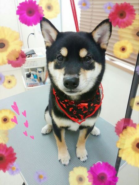 １０月２２日トリミング写真ハヤテ