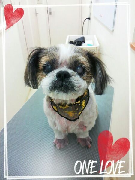 １０月２２日トリミング写真モモ