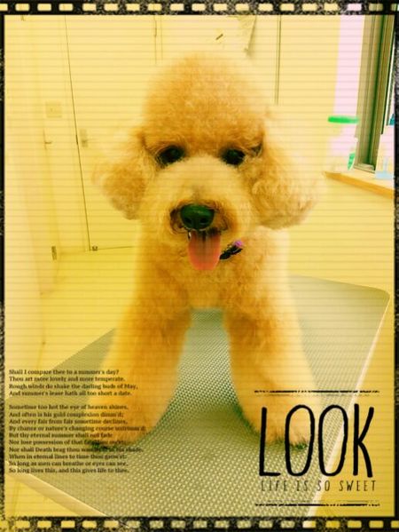 １０月２５日トリミング写真茶太丸ちゃん