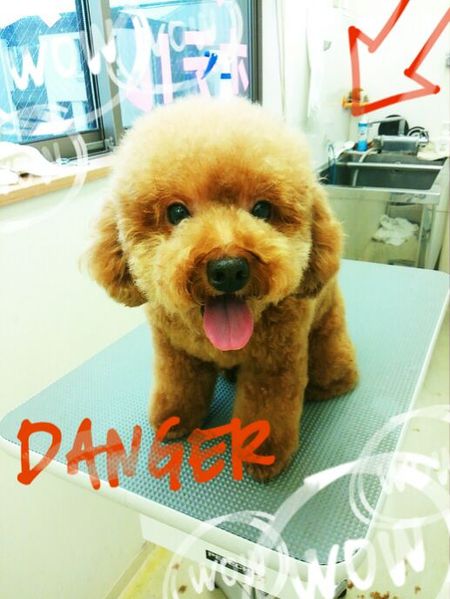 １０月２５日トリミング写真ぽん吉