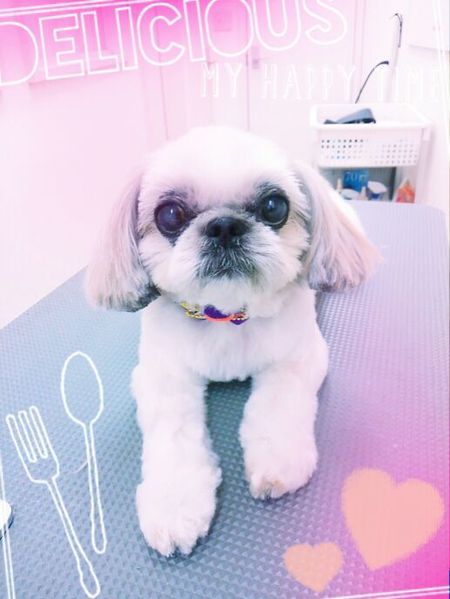 １０月２６日トリミング写真ヒメ