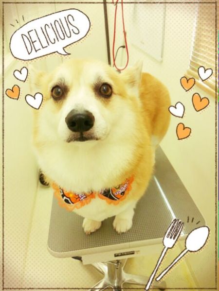 １０月２６日トリミング写真ビジュー