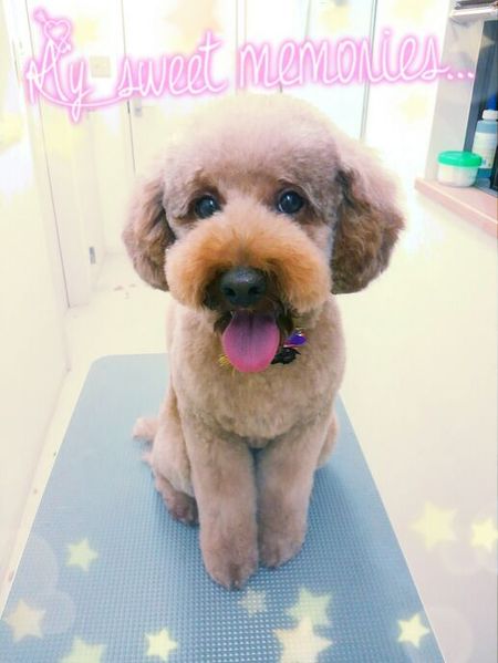 １０月２６日トリミング写真ムック