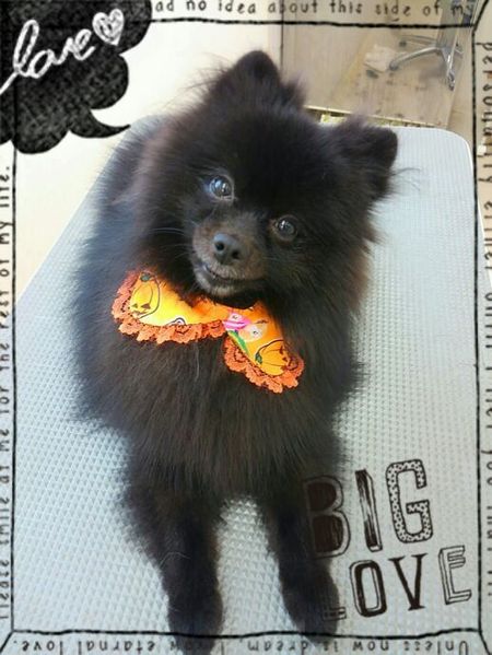 １０月２８日トリミング写真ゴア