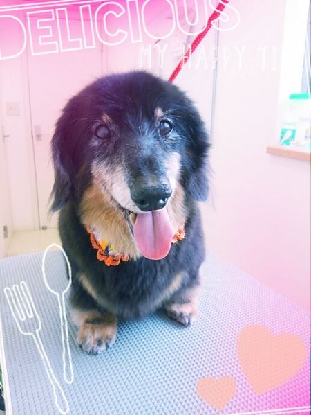 １０月２９日トリミング写真ルイ