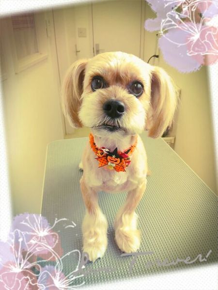 １０月２９日トリミング写真れおん