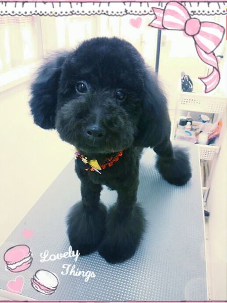 １０月２９日トリミング写真ジェット