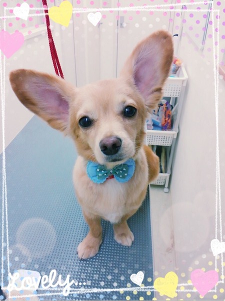 １１月１日トリミング写真ＭＩＸちゃん