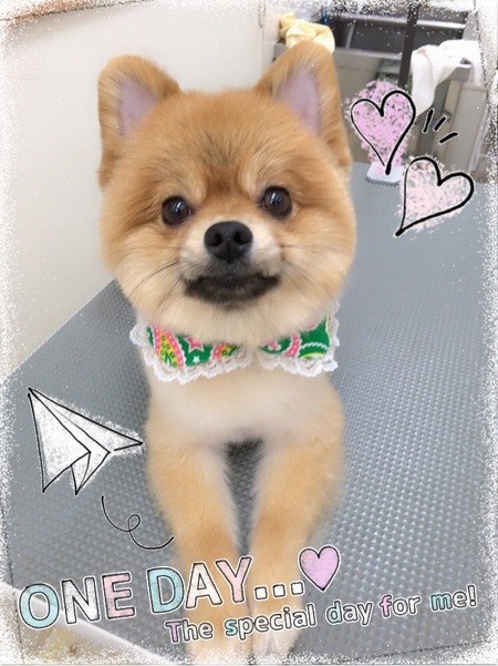 １１月５日トリミング写真ぶん太