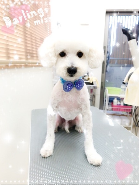 １１月４日トリミング写真マッシュ