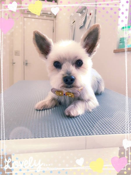 １１月５日トリミング写真ココア