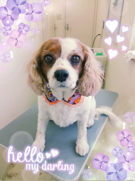 １０月３１日トリミング写真なっつ