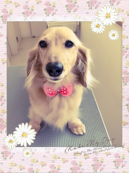 １１月７日トリミング写真プリン