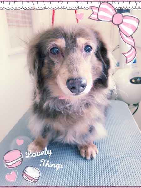 １１月７日トリミング写真チョコラ