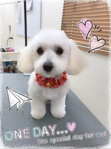 １１月７日トリミング写真はな