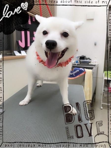 １１月７日トリミング写真もも