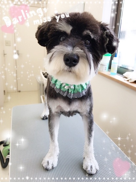 １１月８日トリミング写真ベック