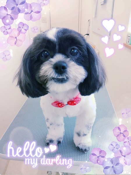 １１月２日トリミング写真モモ