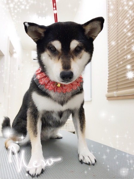 １１月８日トリミング写真小夏