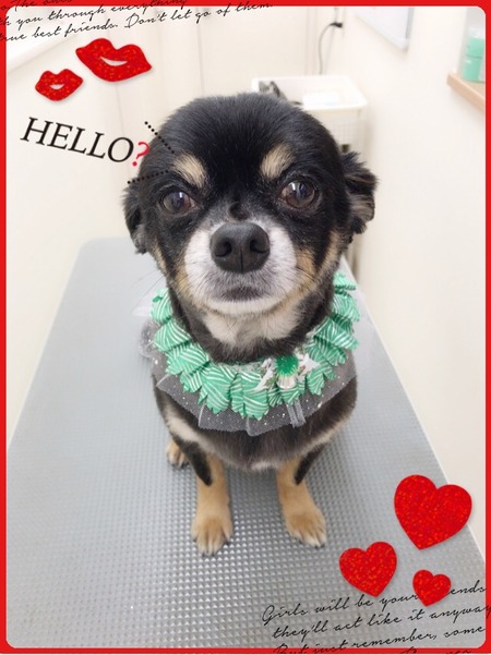 １１月９日トリミング写真コタロウ