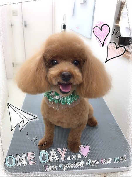 １１月１２日トリミング写真チョコ