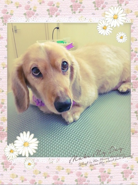 １０月３１日トリミング写真ステラ