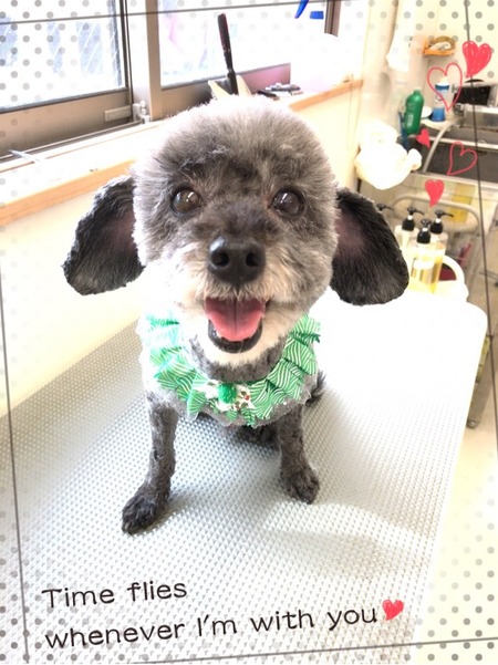 １１月１４日トリミング写真ゴン