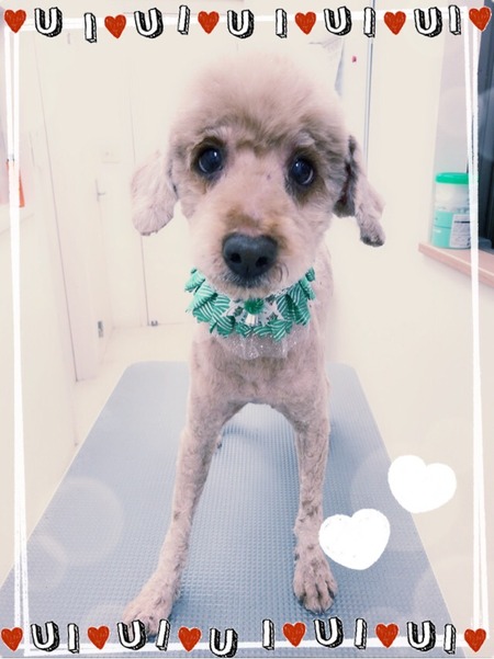 １１月１４日トリミング写真にこ