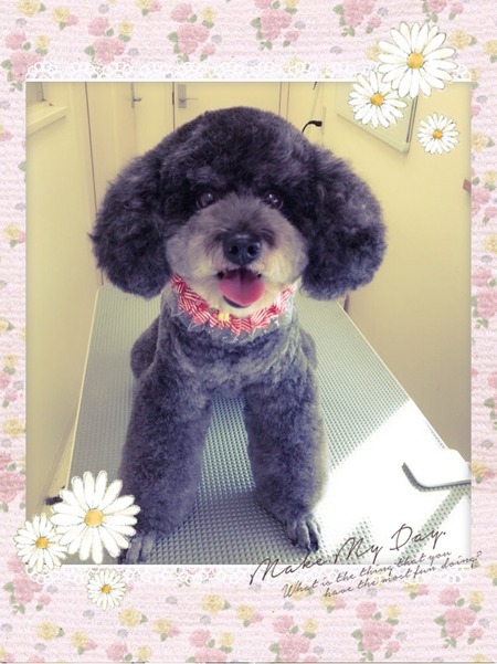 １１月１５日トリミング写真ナナ