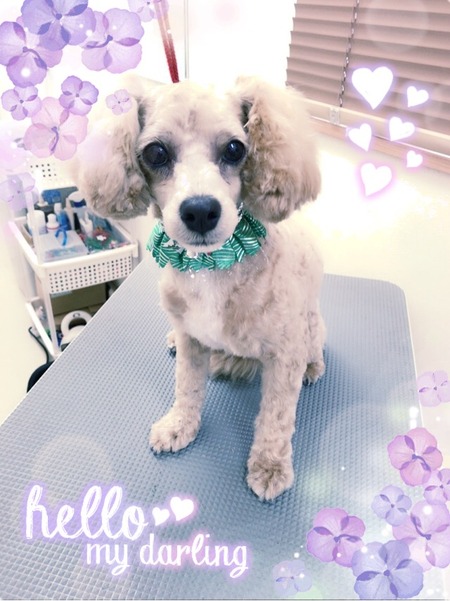 １１月１５日トリミング写真プー丸