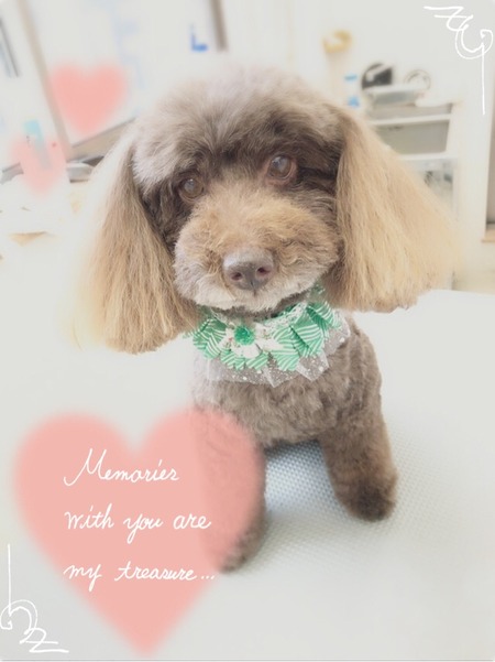 １１月１６日トリミング写真ムサシ