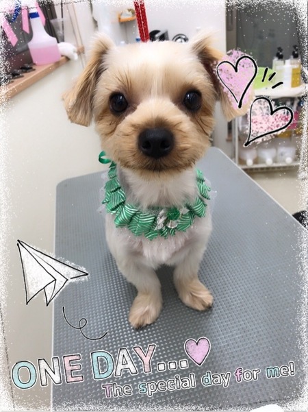 １１月１６日トリミング写真ボイ