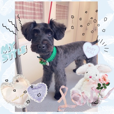 １１月１８日トリミング写真シュナ