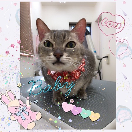 １１月１８日トリミング写真グレ