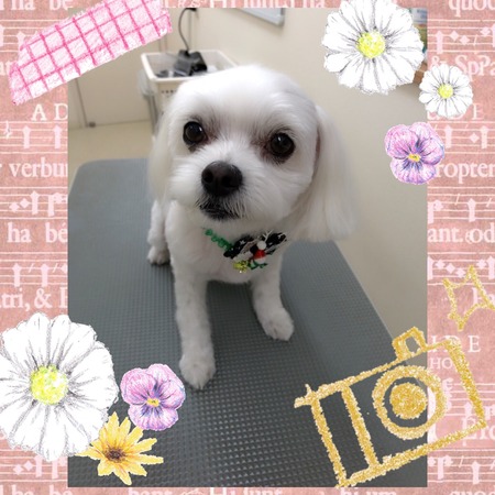 １１月１８日トリミング写真ポテト