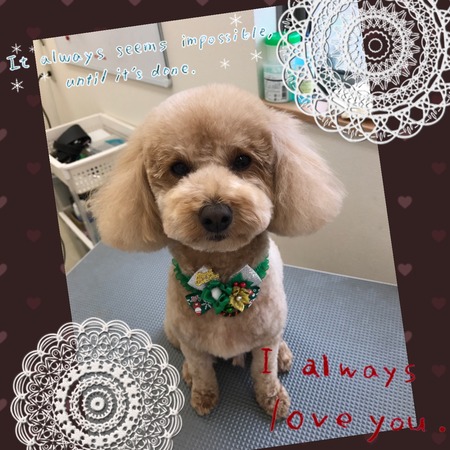 11月21日トリミング写真マロン