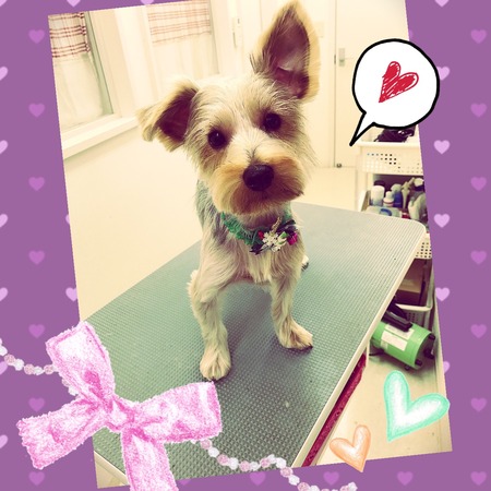 １１月２１日トリミング写真ムギ