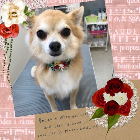 １１月２３日トリミング写真しょうた