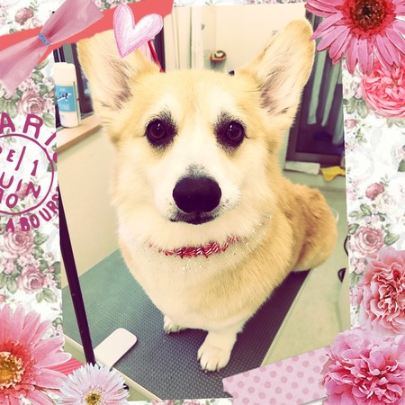 １１月２３日トリミング写真ビジュー