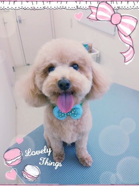 １１月１日トリミング写真マロン