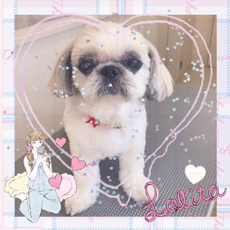 １１月２５日トリミング写真ひめ