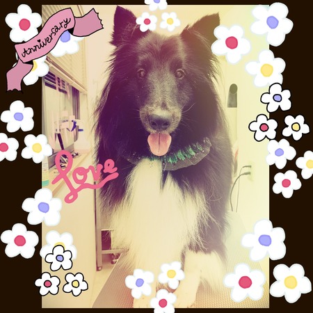 １１月２５日トリミング写真コーディー