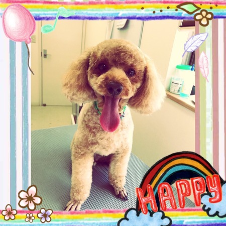 １１月２６日トリミング写真トーイ